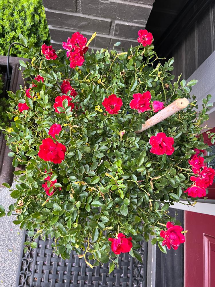 Concrete Pots
