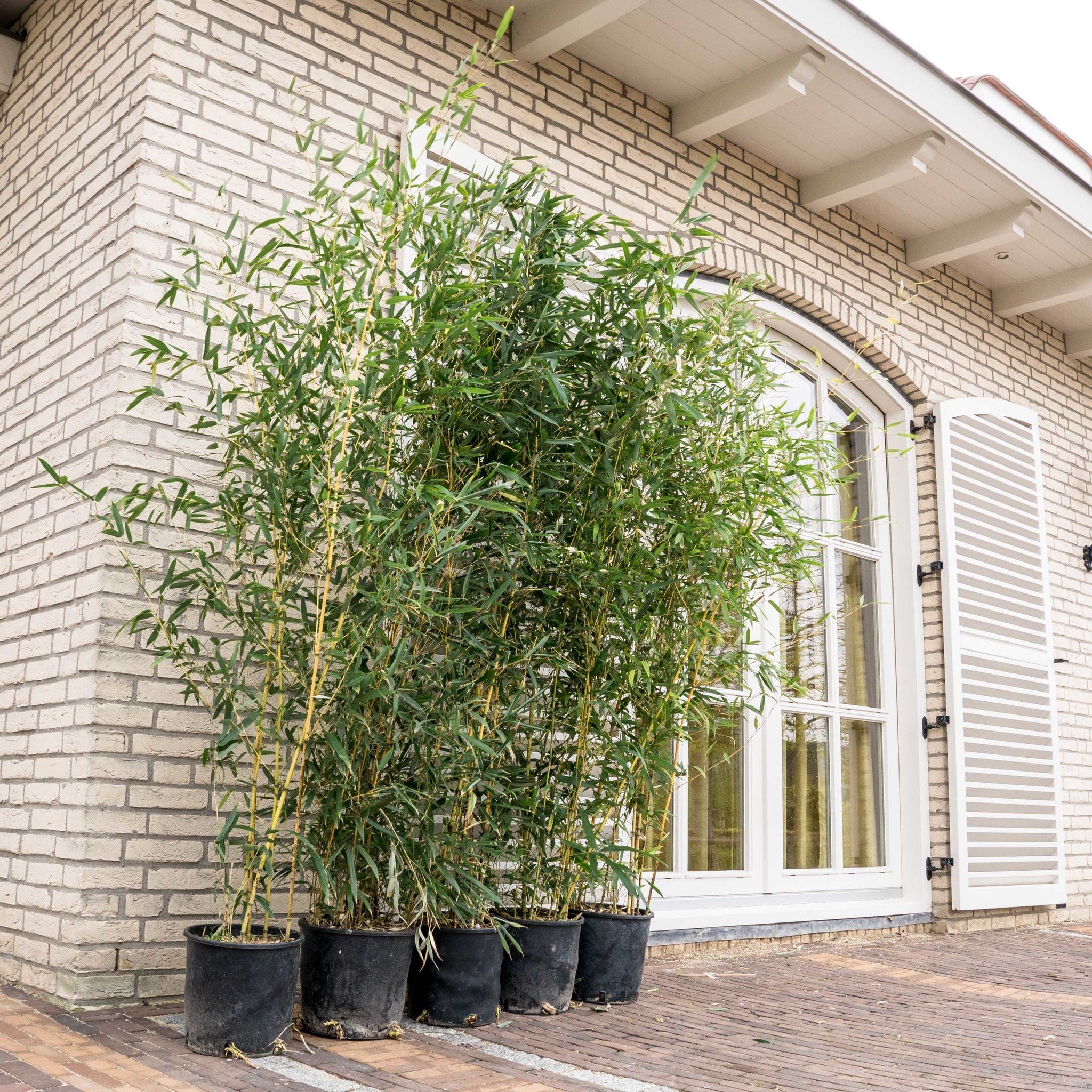 Outdoor Plants
