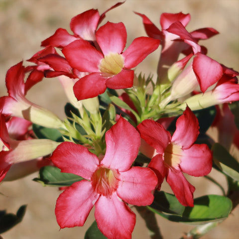 Flower Plants